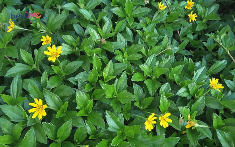 mun-sua-o-tre-so-sinh-tam-la-gi-8-loai-la-tot-an-toan-nhat-6 Mụn sữa ở trẻ sơ sinh tắm lá gì? 8 loại lá tốt an toàn nhất - 6