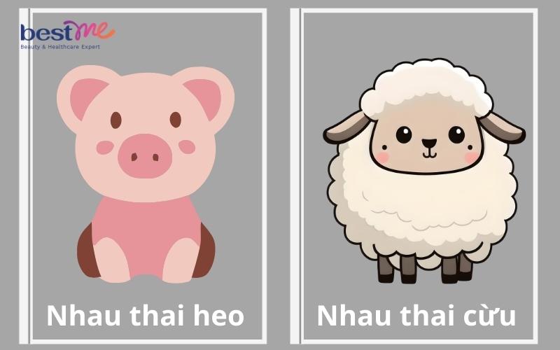 Nhau thai heo được đánh giá cao hơn nhau thai cừu