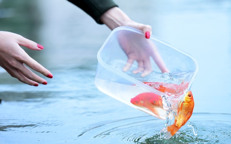 Nghi lễ cúng ông Công ông Táo đơn giản nhất 2026 - 7