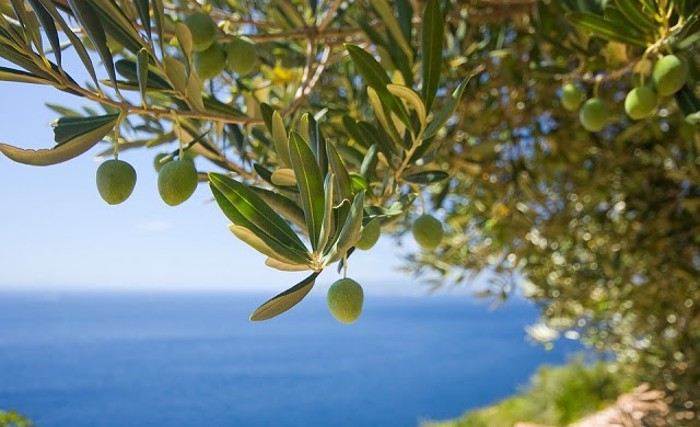 Olive trong dầu tẩy trang DHC có nguồn gốc từ Tây Ban Nha