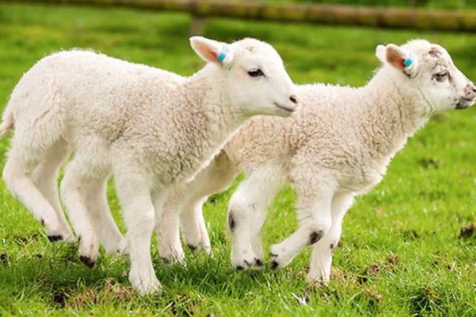 Nhau thai cừu có công dụng gì trong việc chăm sóc da?

