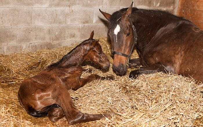 Nhau thai ngựa chứa hàm lượng dưỡng chất dồi dào rất hữu ích