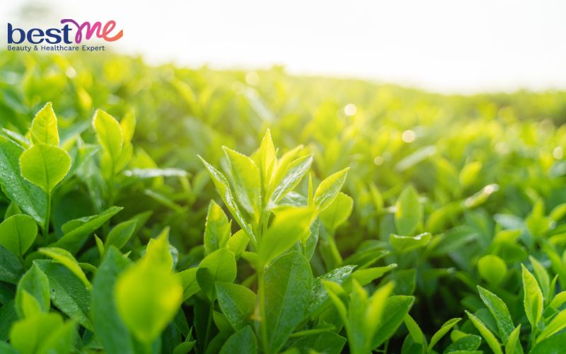 Trà xanh chứa chất chống oxy hóa EGCG giúp làm chậm quá trình lão hóa da