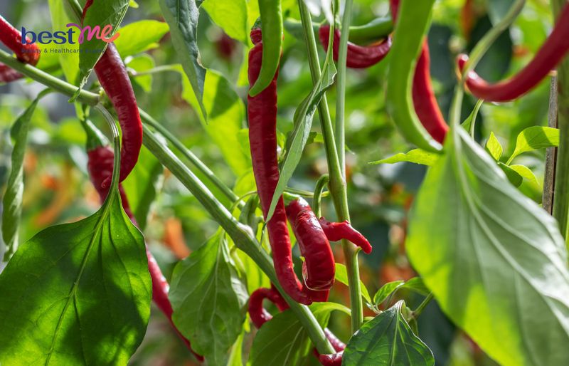 Nhiều chị em chọn ớt để giảm cân