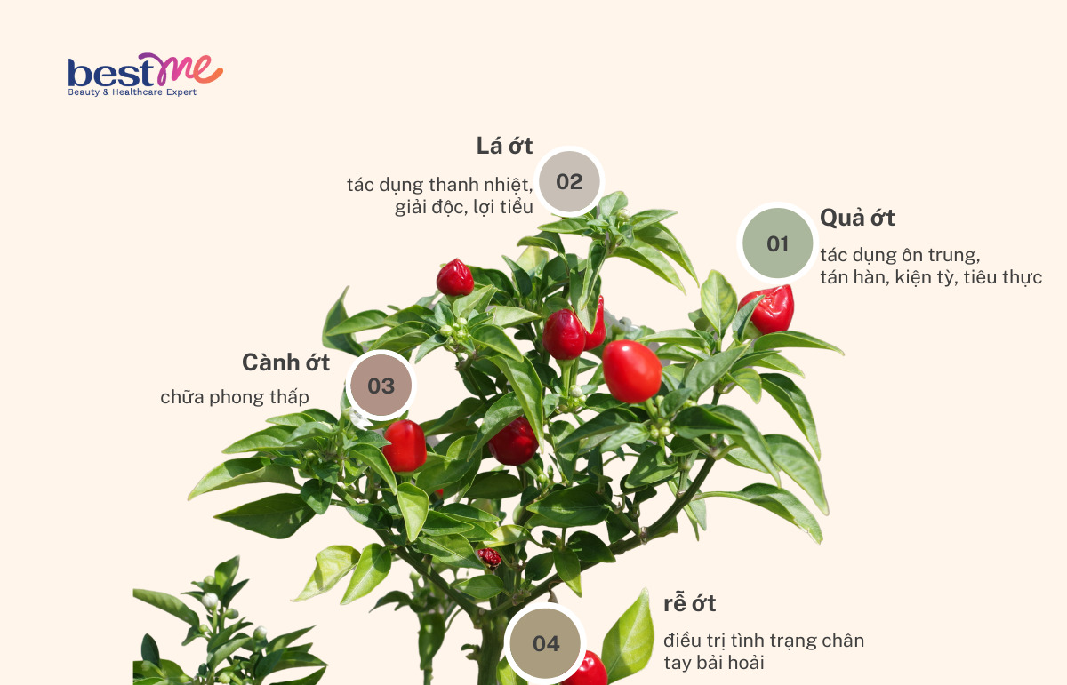 Mọi bộ phận của cây ớt đều có công dụng