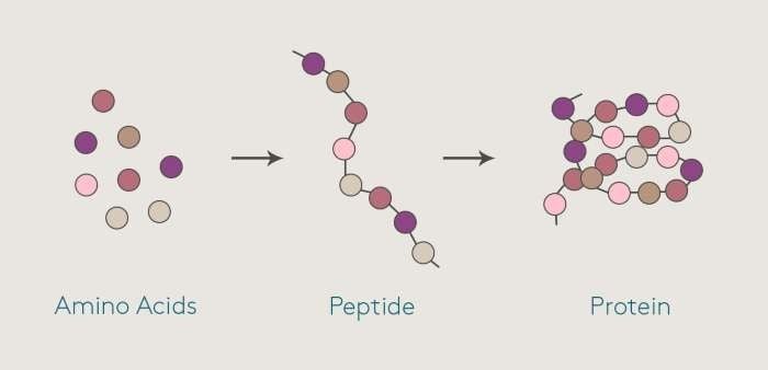 Peptide liên kết các amino acid để tạo thành protein