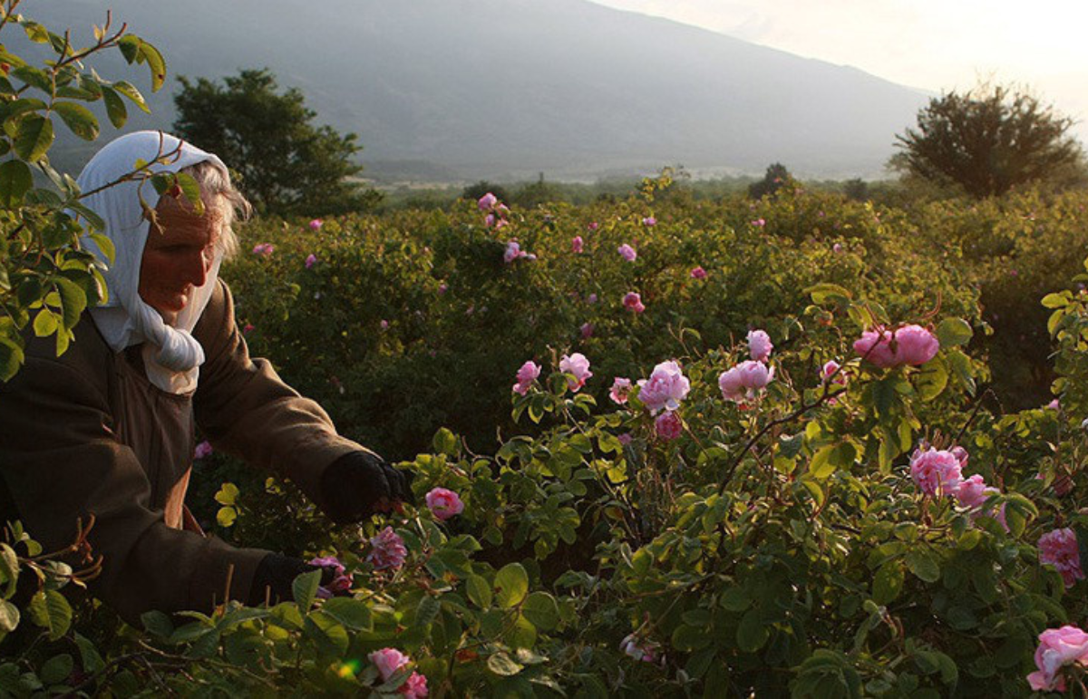 Người dân Bulgari thu hoạch hoa hồng