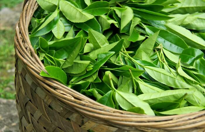 Trà xanh chứa nhiều chất chống oxy hóa giúp hạn chế lông mi bị gãy rụng