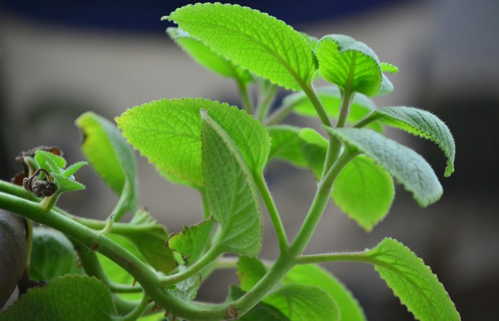 Thành phần Forskohlii được tìm thấy trong rau húng chanh của Ấn Độ