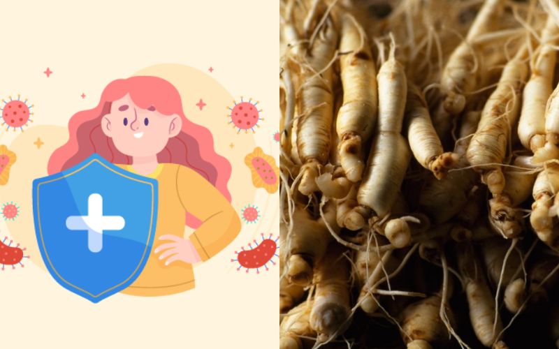 Rễ nhân sâm: Công dụng và ứng dụng trong làm đẹp