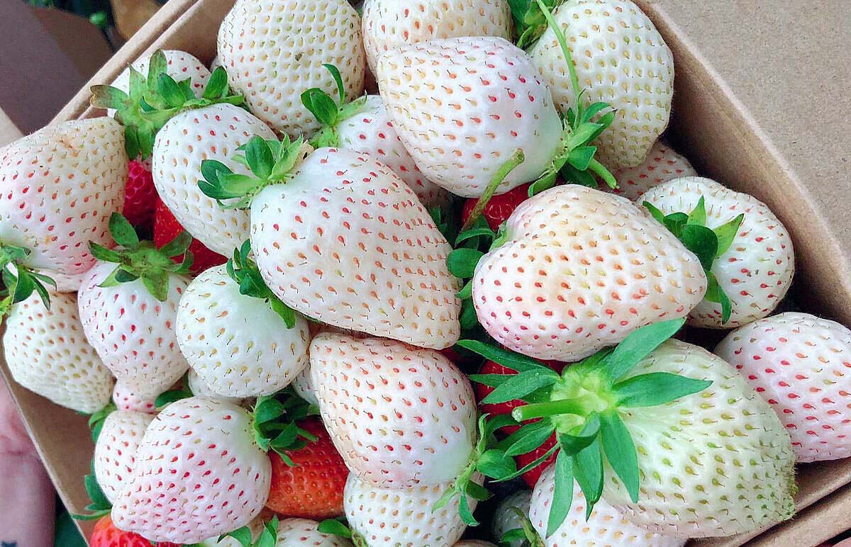 Thành phần dâu tây trắng độc đáo trong serum chống nắng DHC