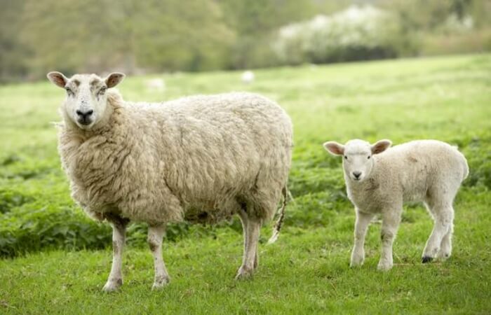 Nhau thai cừu có chức năng dưỡng ẩm và chống lão hóa hiệu quả