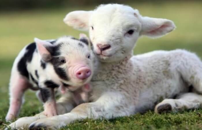 Thành phần trong nhau thai heo và cừu không có mấy khác biệt
