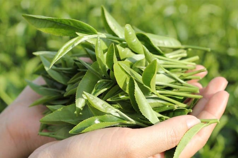 Review sữa rửa mặt trà xanh Nhật Bản có tốt không?