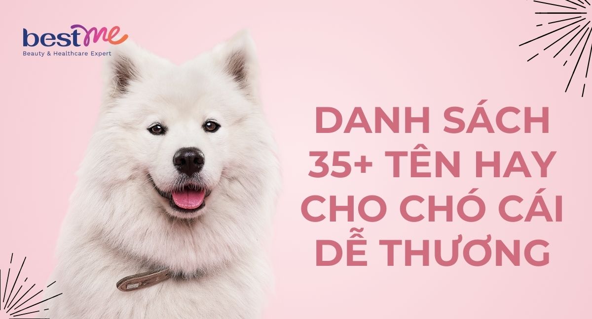 Danh sách 35+ tên hay cho chó cái dễ thương