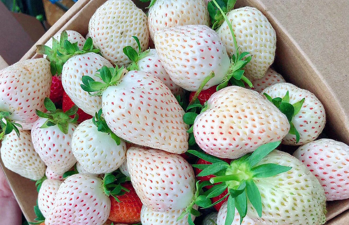 Chiết xuất dâu tây trắng có công dụng hiệu quả