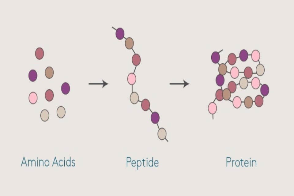 Peptide là gì? 5 tác dụng của peptide với chăm sóc da làm đẹp
