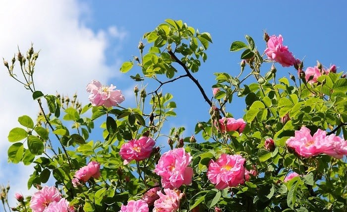 Bulgarian Rose oil đặc biệt được ưa chuộng hơn các loại dầu hoa hồng thông thường vì có hương thơm sâu, nồng nàn và thời gian lưu hương lâu