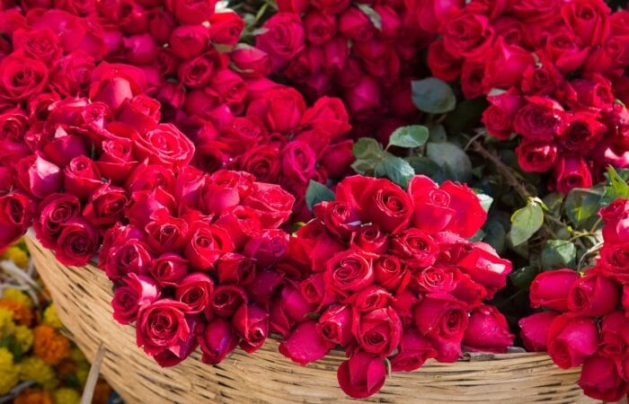 Tinh dầu trong hoa hồng có thể làm giảm sắc tố gây sạm môi
