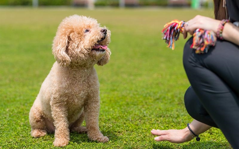 TOP 500 cách đặt tên cho chó hay, ý nghĩa và dễ thương - 7