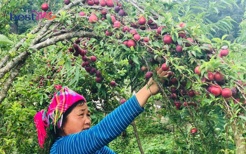 top-nhung-trai-cay-khong-nen-an-khi-bi-mun-tuyet-doi-phai-xem-6 TOP những trái cây không nên ăn khi bị mụn tuyệt đối phải xem - 6
