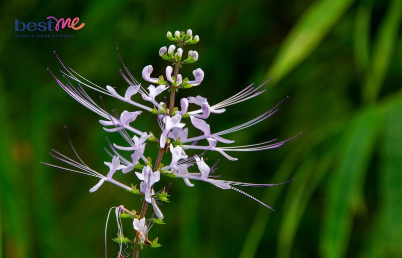 Đặc điểm tự nhiên của cây râu mèo