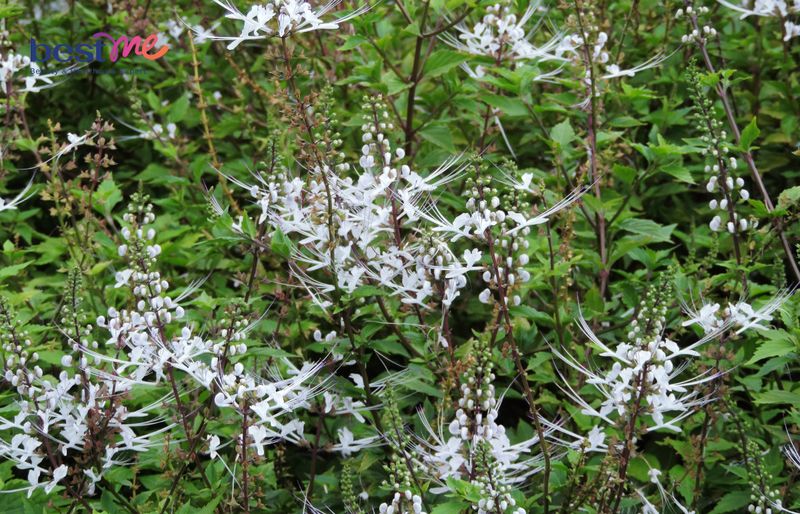 Với liều lượng thông thường, cây râu mèo không có tác dụng gây độc cấp tính