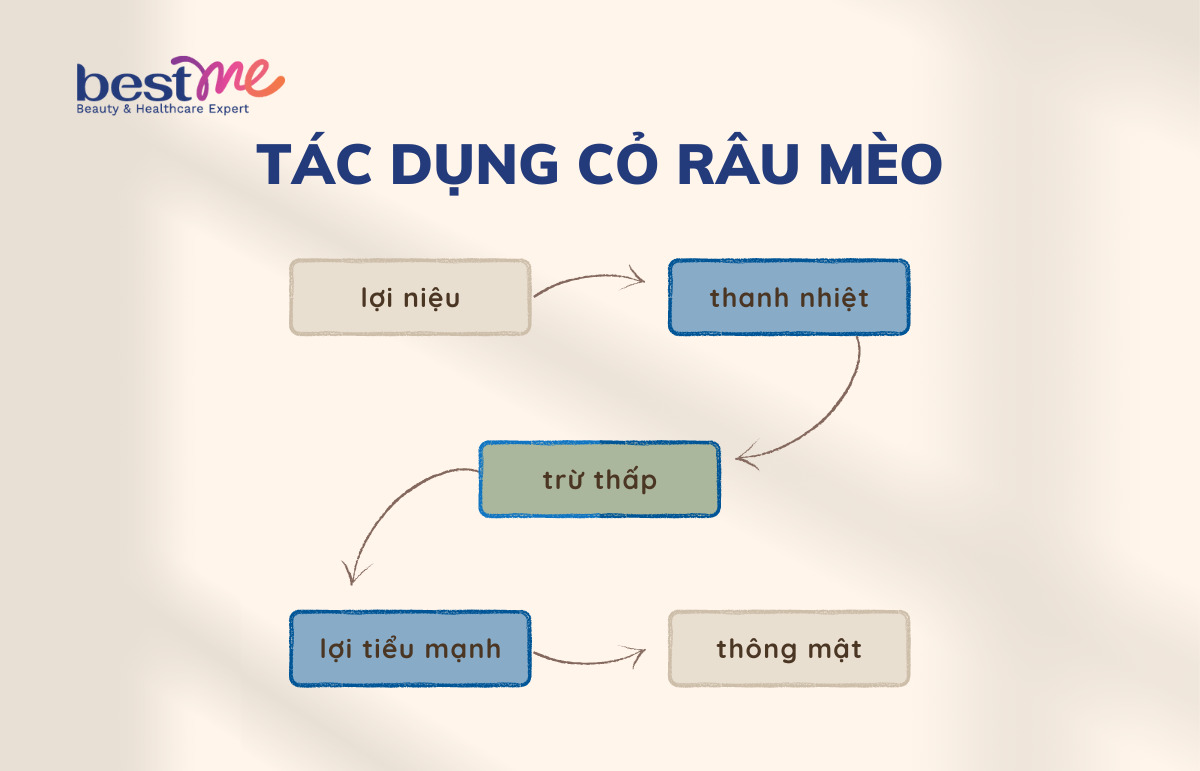 Tác dụng thảo dược của cỏ râu mèo