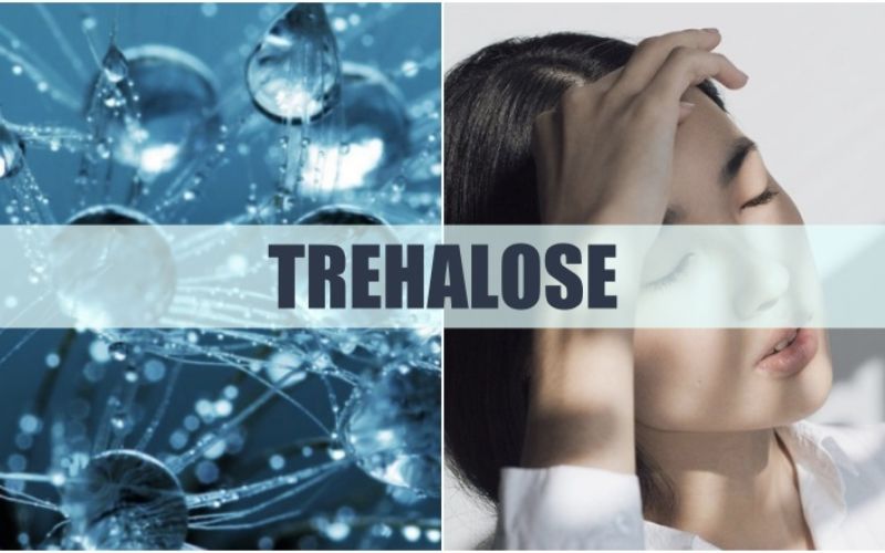 trehalose-la-gi-dong-vai-tro-gi-trong-my-pham-lam-dep-1 Trehalose là gì? Đóng vai trò gì trong mỹ phẩm làm đẹp? - 1