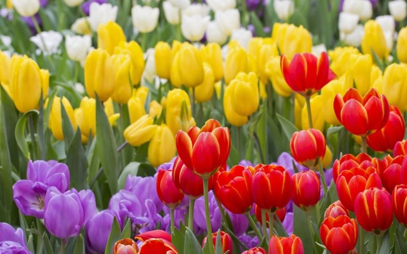 Trong 12 cung hoàng đạo Bạch Dương ghét cung nào nhất? - 7