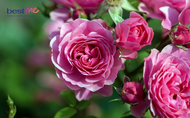 Viên uống được chiết xuất từ hoa hồng Bulgarian tự nhiên