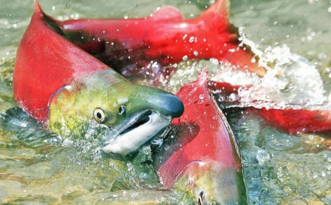  Vitamin D3 có trong thực phẩm nào? 20 thực phẩm bạn nên bổ sung - 3