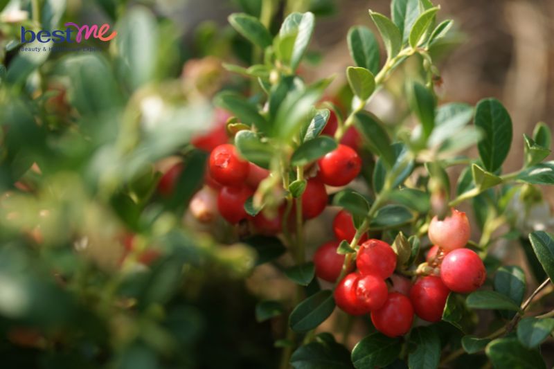 Nam Việt Quất với hàm lượng vitamin E cực cao