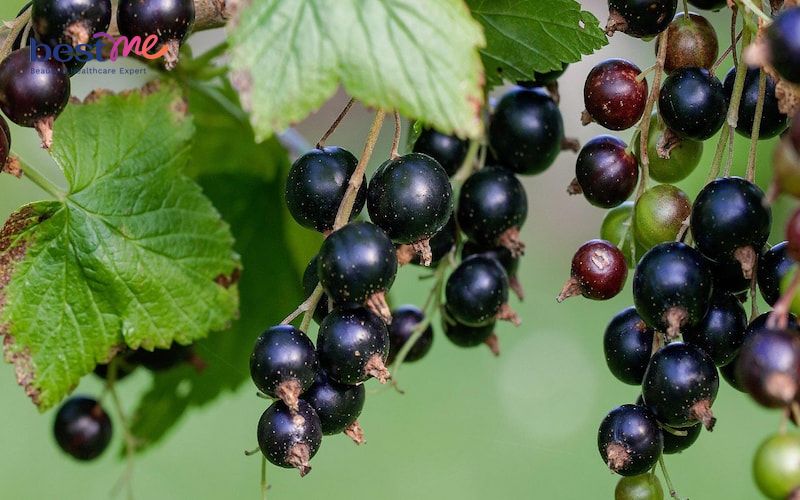 Vitamin E có trong trái cây nào? 10 loại trái cây giàu vitamin E - 4