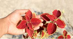 Forskolin là gì? Forskolin giảm cân như thế nào?