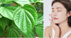 Lá trầu không có tác dụng gì với da mặt? Cách sử dụng tốt nhất