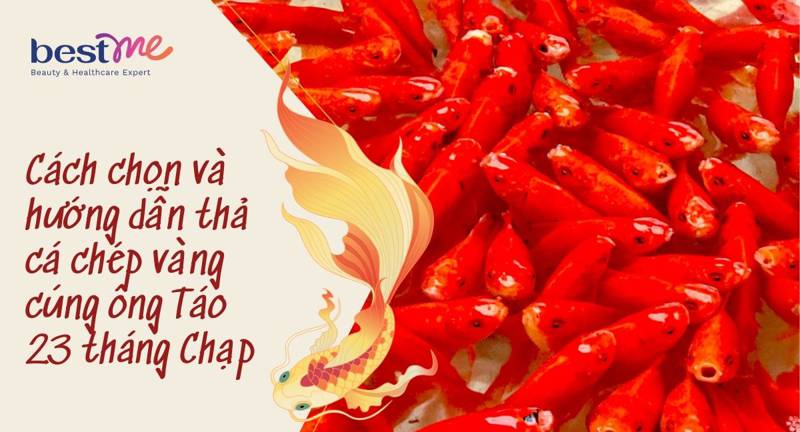 Cách chọn và hướng dẫn thả cá chép vàng cúng ông Táo 23 tháng Chạp