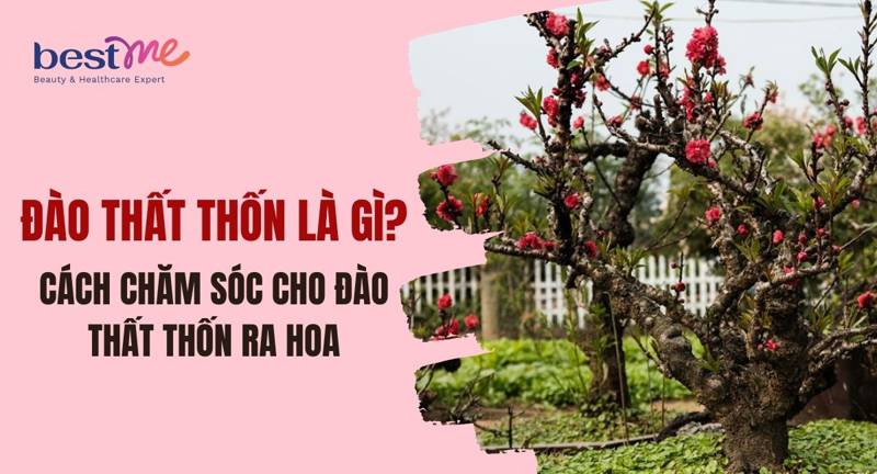 Đào thất thốn là gì? Cách chăm sóc cho đào thất thốn ra hoa