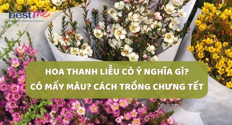 Hoa thanh liễu có ý nghĩa gì? Có mấy màu? Cách trồng chưng Tết