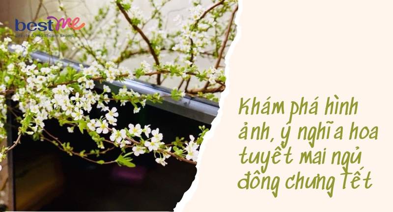 Khám phá hình ảnh, ý nghĩa hoa tuyết mai ngủ đông chưng Tết