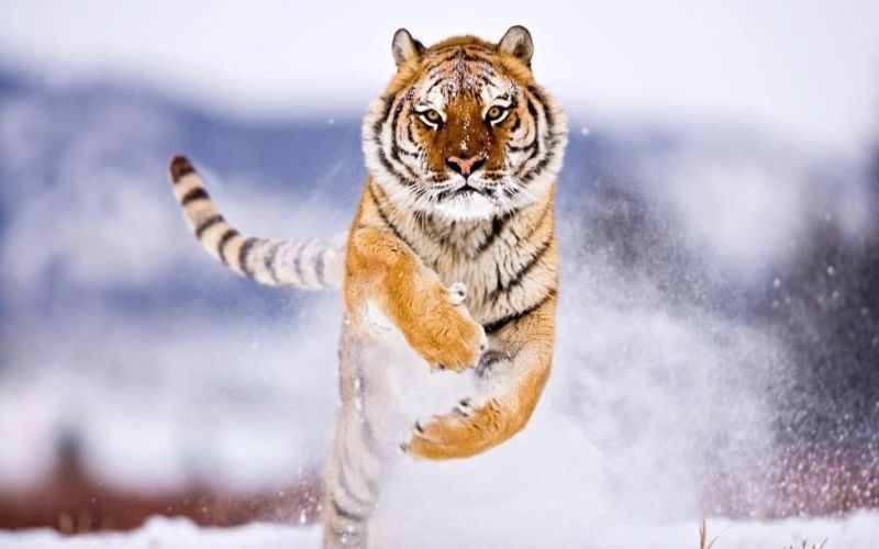 Xem tử vi tuổi dần năm 2024 theo mạng, liệu có nên sinh con hay không? - 11