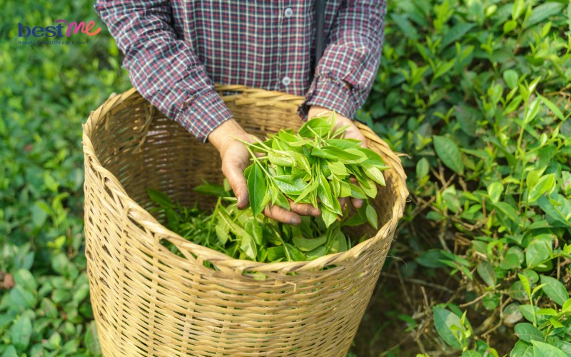 Xông hơi trị mụn ẩn bằng lá trà xanh