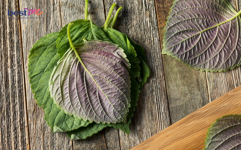 Xông hơi trị mụn ẩn bằng lá tía tô