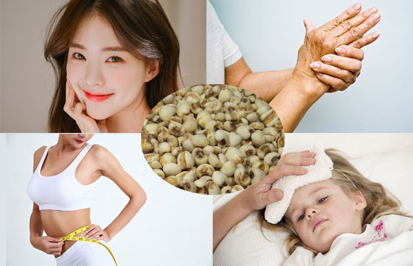 Tác dụng của hạt ý dĩ