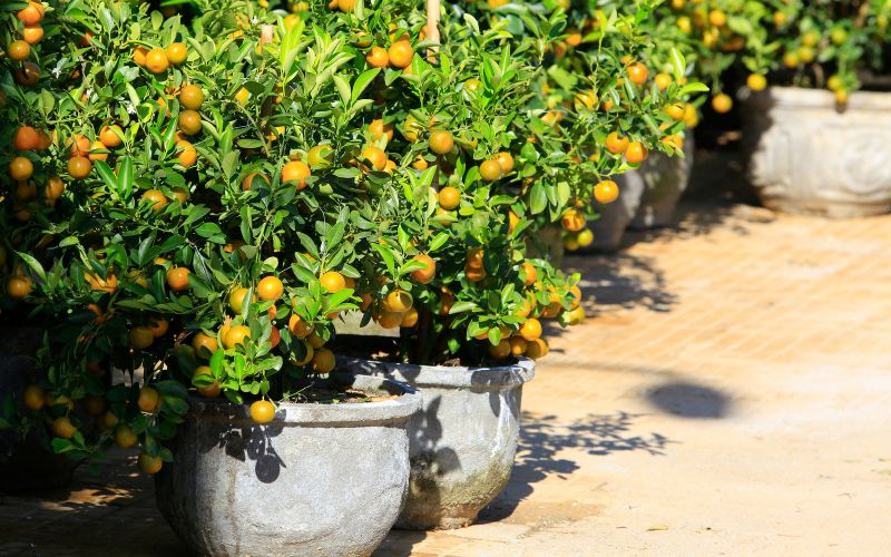 y-nghia-cay-quat-ngay-tet-va-cach-chon-choi-tet-2024-dep-nhat-6 Ý nghĩa cây quất ngày Tết và cách chọn chơi Tết 2024 đẹp nhất - 6