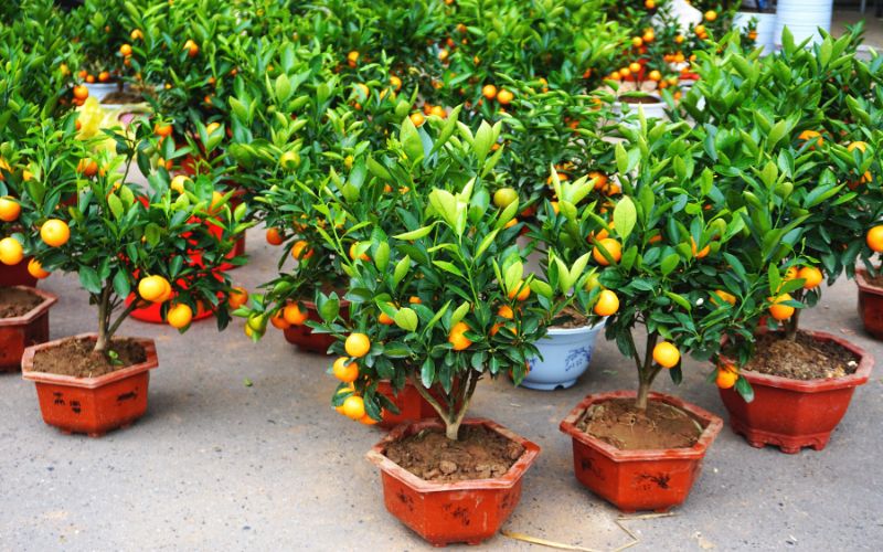 y-nghia-cay-quat-ngay-tet-va-cach-chon-choi-tet-2024-dep-nhat-7 Ý nghĩa cây quất ngày Tết và cách chọn chơi Tết 2024 đẹp nhất - 7