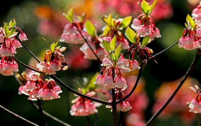 y-nghia-hoa-dao-chuong-va-cach-cham-soc-chung-tet-dep-nhat-2 Ý nghĩa hoa đào chuông và cách chăm sóc chưng Tết đẹp nhất - 2