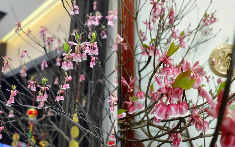 y-nghia-hoa-dao-chuong-va-cach-cham-soc-chung-tet-dep-nhat-6 Ý nghĩa hoa đào chuông và cách chăm sóc chưng Tết đẹp nhất - 6