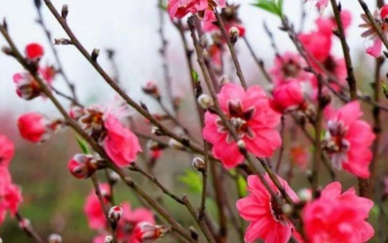 y-nghia-hoa-dao-ngay-tet-va-cach-cham-soc-ra-hoa-dep-tuoi-lau-4 Ý nghĩa hoa đào ngày Tết và cách chăm sóc ra hoa đẹp tươi lâu - 4